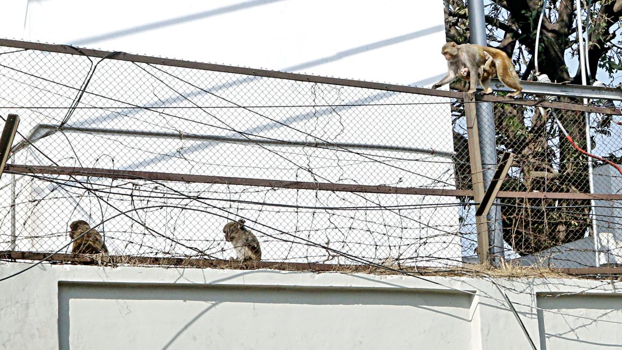 Lost Wildlife in Dhaka