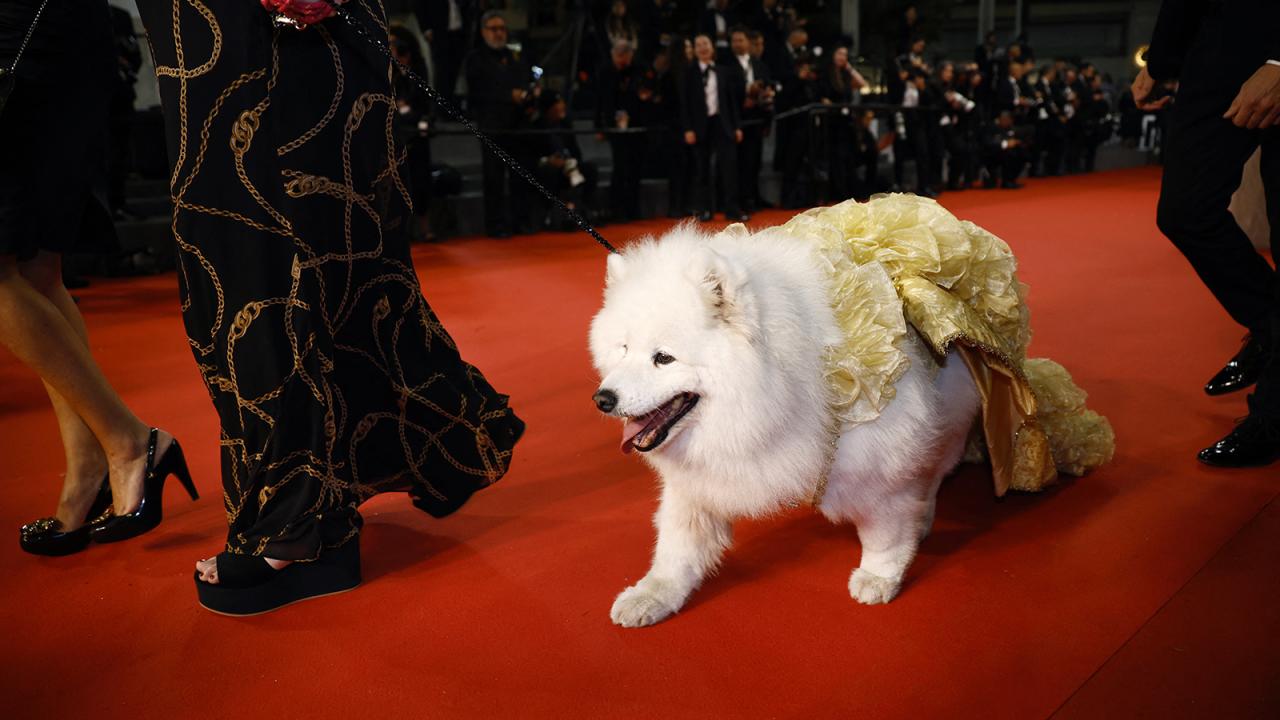 cannes_film_festival_13.jpg