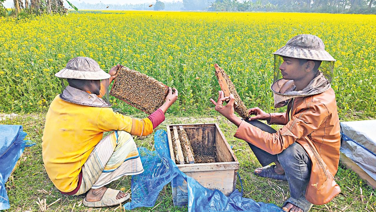 beekeeping