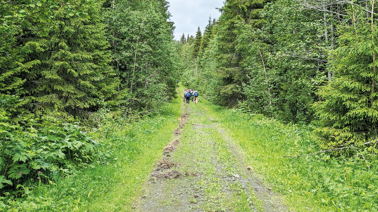 nordic-summer7.jpg