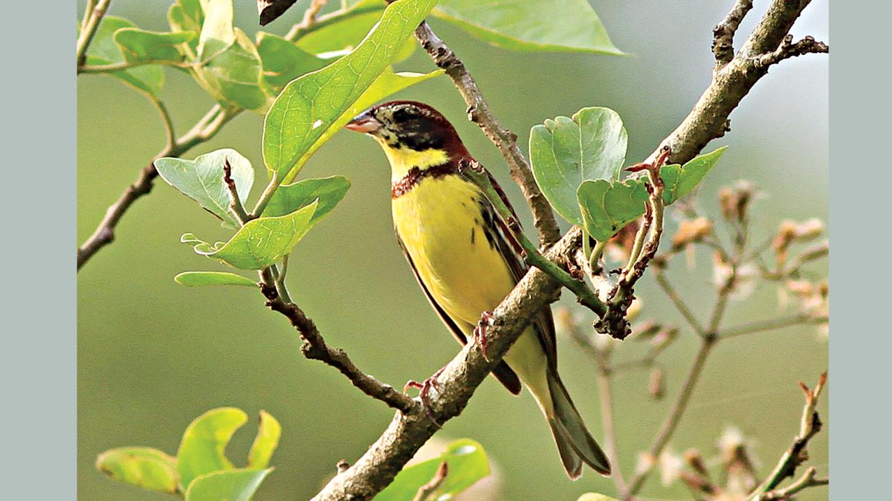 birds3.jpg