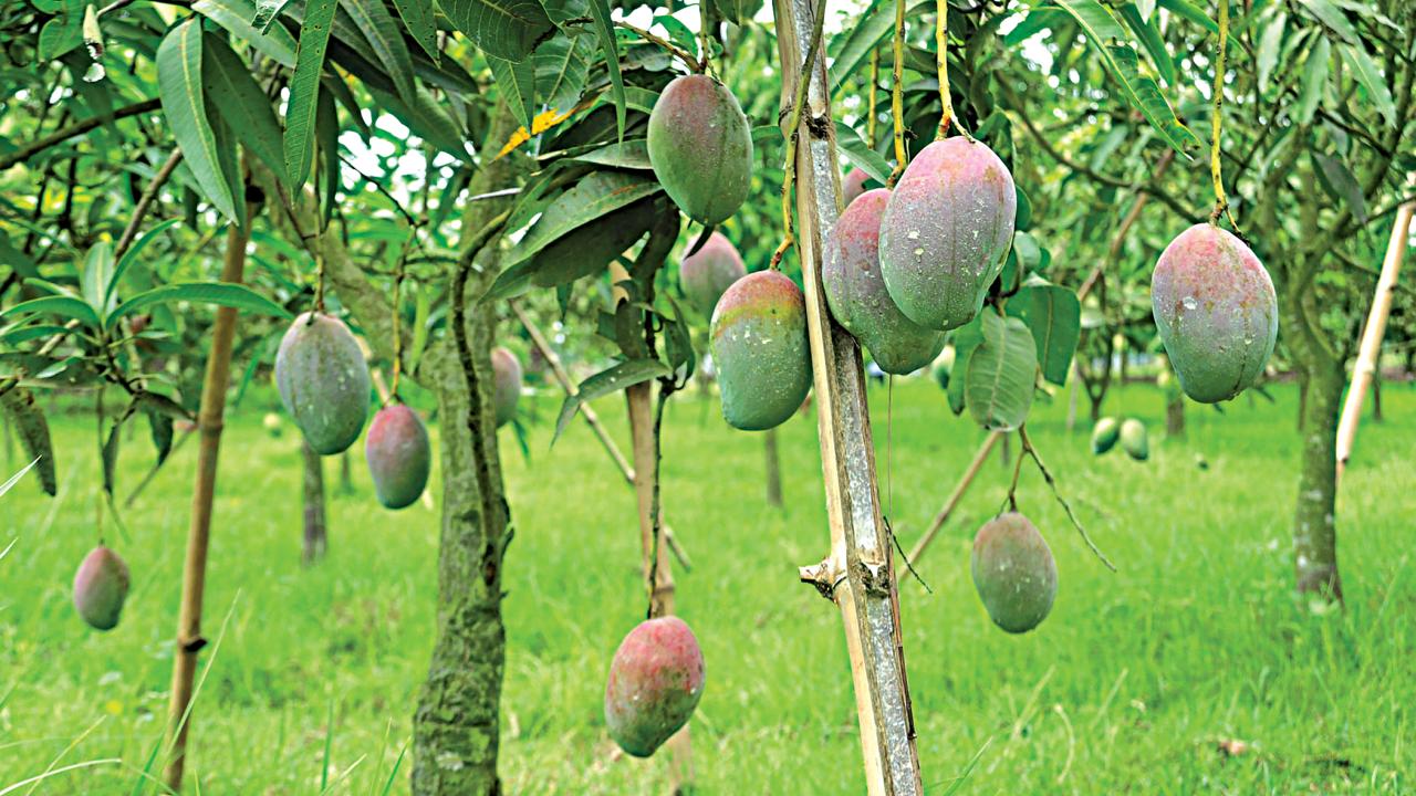 mango4.jpg