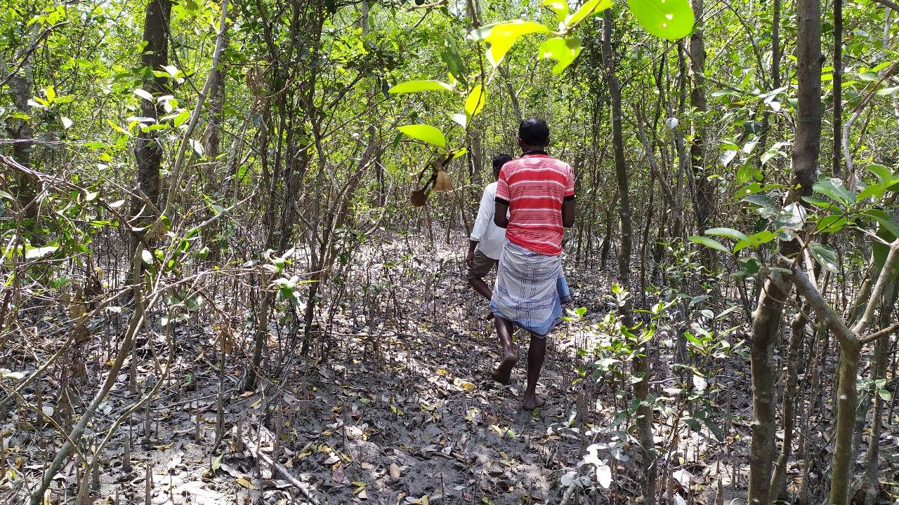 sundarbansd_222.jpg