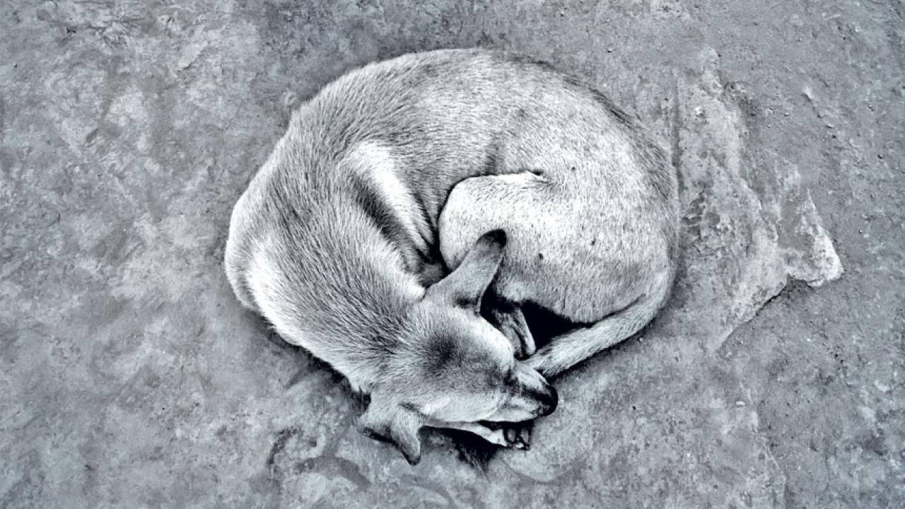 dog_0.jpg
